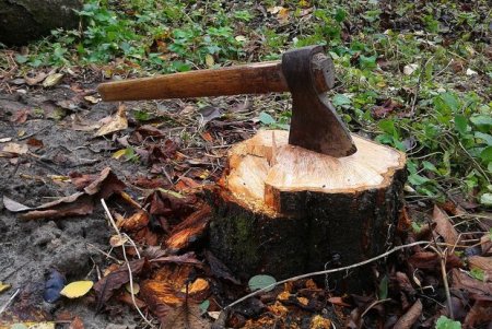 В Вологодской области незаконно срубили более 80 деревьев